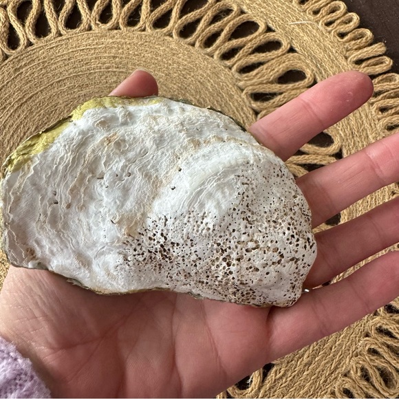 Glossy Benjamin Cash Money Hundred Dollar Bill Decoupage Oyster Shell Trinket - Picture 7 of 7